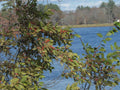 Winterberry Holly Seeds, Bulk Available, Ilex verticillata, Hardy Shrub for Landscaping, Native Plant Seeds
