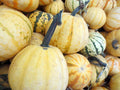 Pumpkin Seeds - Millionaire Variety - Fresh Pumpkin Seed (Cucurbita pepo)