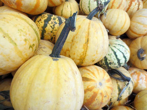 Pumpkin Seeds - Millionaire Variety - Fresh Pumpkin Seed (Cucurbita pepo)