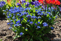 Forget-Me-Not Seeds, 25 Count Packet, Myosotis Compindi, Blue Flowering Perennial Seeds