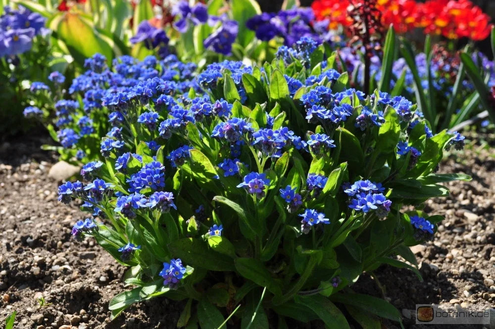 Forget-Me-Not Seeds, 25 Count Packet, Myosotis Compindi, Blue Flowering Perennial Seeds