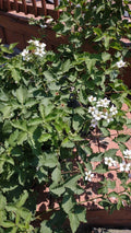 Organic Blackberry Plant Cuttings 5-Pack Unrooted Rubus Allegheniensis