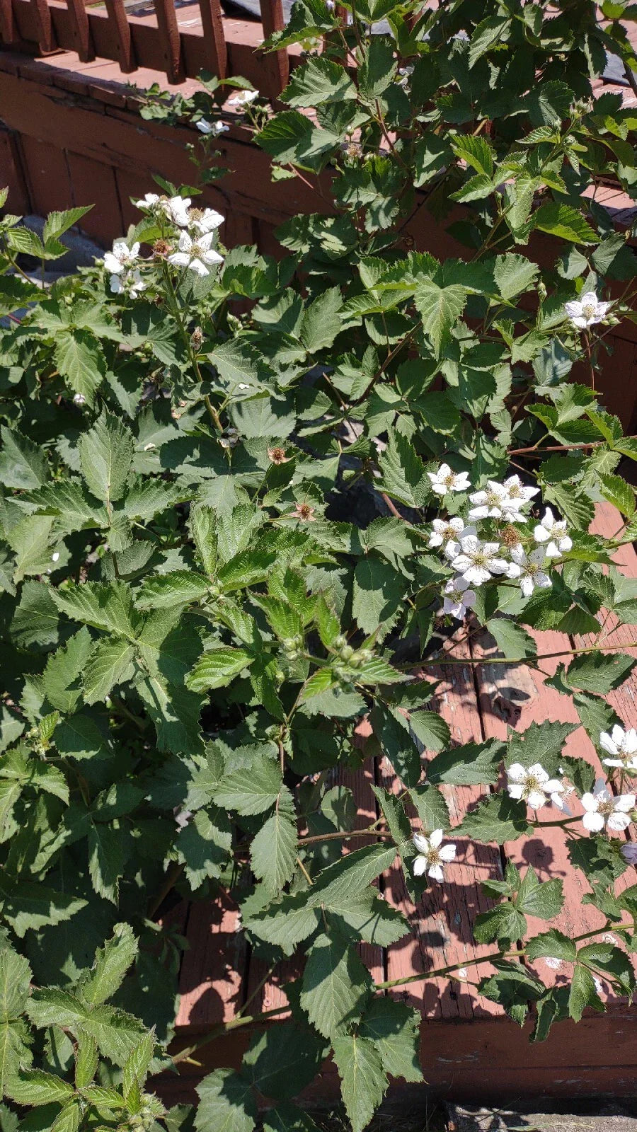 Organic Blackberry Plant Cuttings 5-Pack Unrooted Rubus Allegheniensis