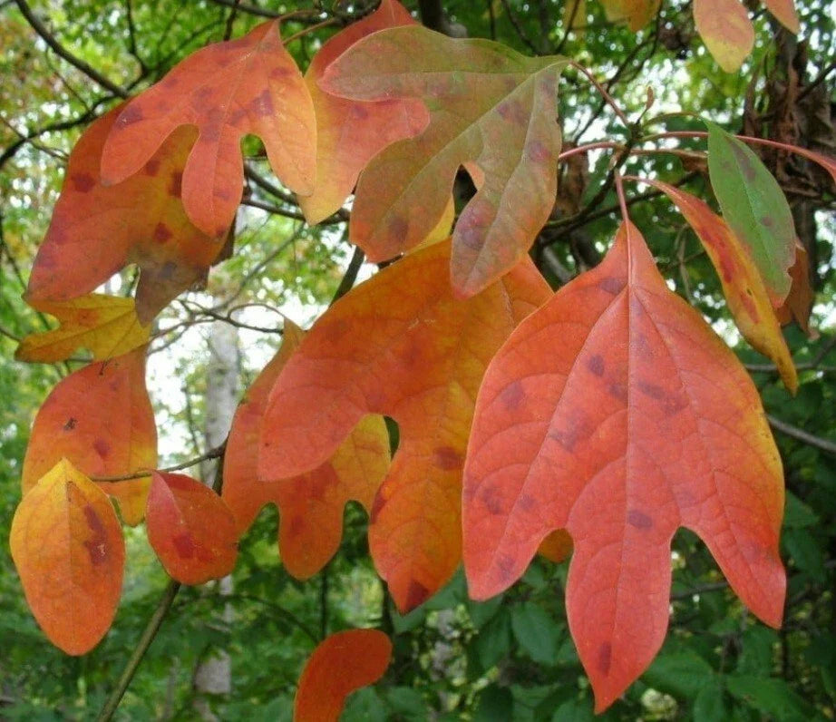 Sassafras Cuttings Set of 10 Fresh Unrooted Edible Wildlife Ornamental (Sassafras albidum)