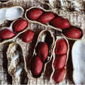 Early Spanish Peanut Seeds (20+ Seeds) | Non-GMO | Vegetable | Arachis hypogaea