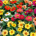 Zinnia Seeds - 100 Profusion Mix - Colorful Garden Flowers - Zinnia elegans - USA - Free Shipping