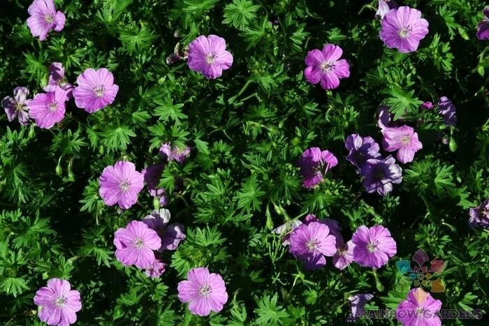 Glenluce Geranium Seeds - 25+ Pack for Garden Planting - Pelargonium 'Glenluce' - USA