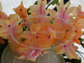 Thanksgiving Cactus Cuttings - Schlumbergera "Outono Brazil" - Healthy No Roots - Ideal for Holiday Planting