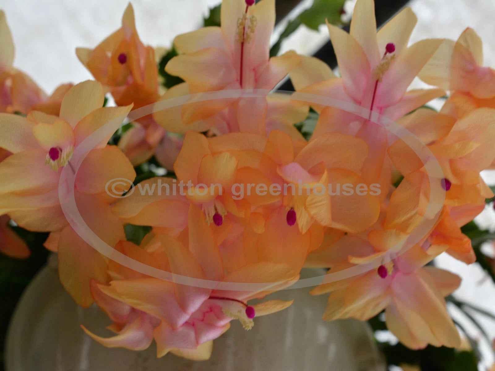Thanksgiving Cactus Cuttings - Schlumbergera "Outono Brazil" - Healthy No Roots - Ideal for Holiday Planting