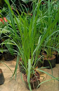 Lemon Grass Seeds - 200+ Non-GMO Seeds - Cymbopogon citratus - Culinary Herb for Cooking and Tea