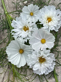 Cosmos Seeds - 200+ White Mix for Garden Planting - Cosmos bipinnatus - USA