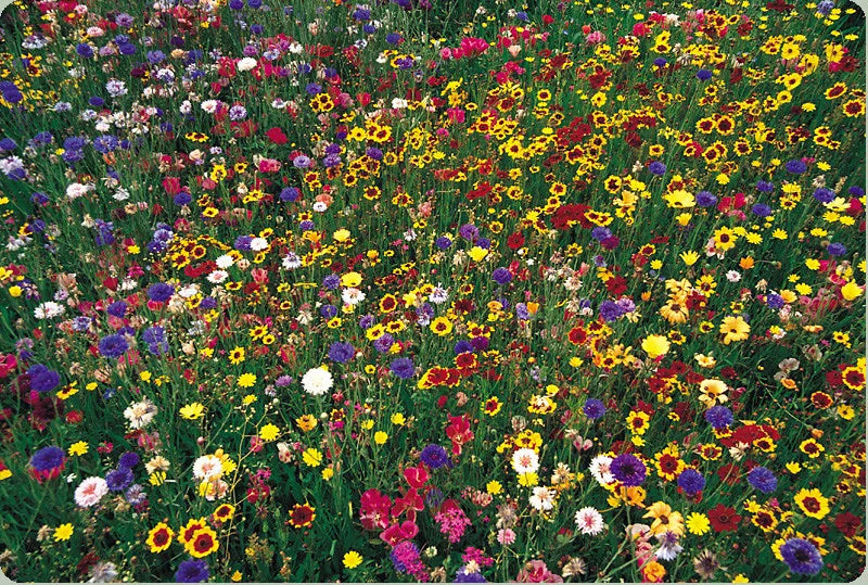 Wildflower Seed Mix 1 lb Bulk 100% Natural Covers 4000 sq ft - Ideal for Gardens and Pollinator Habitats