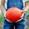 Baby Red Hubbard Squash - 5/8 lbs - Orange Hokkaido - Organic Heirloom - Non-GMO