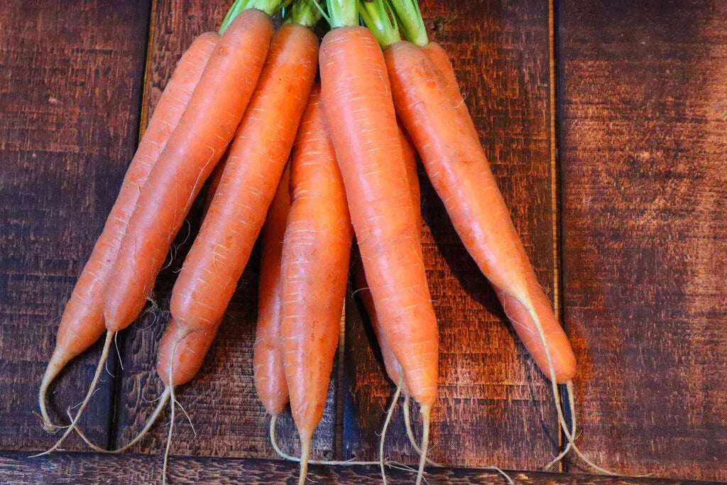 Nantes Carrot Seeds - 1000+ Non-GMO Seeds for Garden Planting - Daucus carota - USA