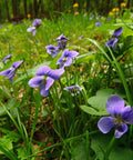 Wild Violets Plants - 10 Bare Root Perennial Edible Flowers - Ground Cover (Viola spp.)