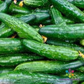 China Jade Cucumber Seeds - 25+ Pack for Garden Planting - Cucumis sativus - USA Grown, Free Shipping