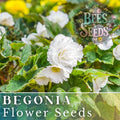 Begonia Seeds - Alabaster Charisma - Non-GMO Flower Seeds - 45 or 125 Seeds - Perfect for Gardening
