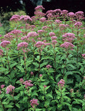 Joe Pye Weed Perennial Plant - Tall Grower, Winter Hardy, Bare-root - Eupatorium purpureum