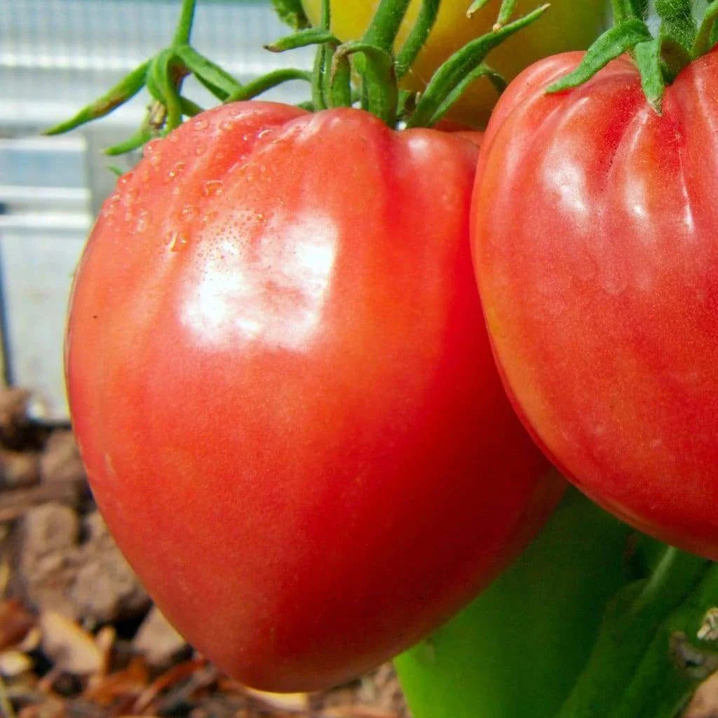 Pink Oxheart Tomato Seeds - Large NON-GMO Heirloom Variety - Organic Tomato Seeds (Solanum lycopersicum)