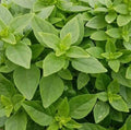 Dwarf Greek Basil Seeds 600+ Annual Herb for Culinary Use (Ocimum basilicum) - Free Shipping