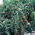 Goji Berry Cuttings - Fresh Bulk Wholesale (100) - Vigorous Plant - Lycium barbarum