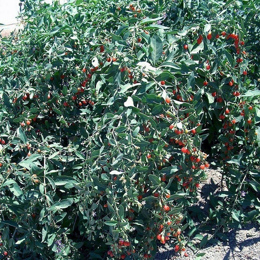 Goji Berry Cuttings - Fresh Bulk Wholesale (100) - Vigorous Plant - Lycium barbarum
