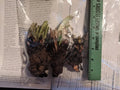 Comfrey Root Crowns - Organic Fertilizer, Pollinator Friendly - Symphytum officinale