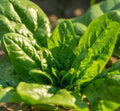 Spinach Seeds - Bloomsdale Long Standing - Non-GMO - 200 Seeds - Cool Weather Variety (Spinacia oleracea)