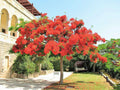 Royal Poinciana Tree 8-12" starter plant Red Flame Delonix Regia Flamboyant Flower Plant