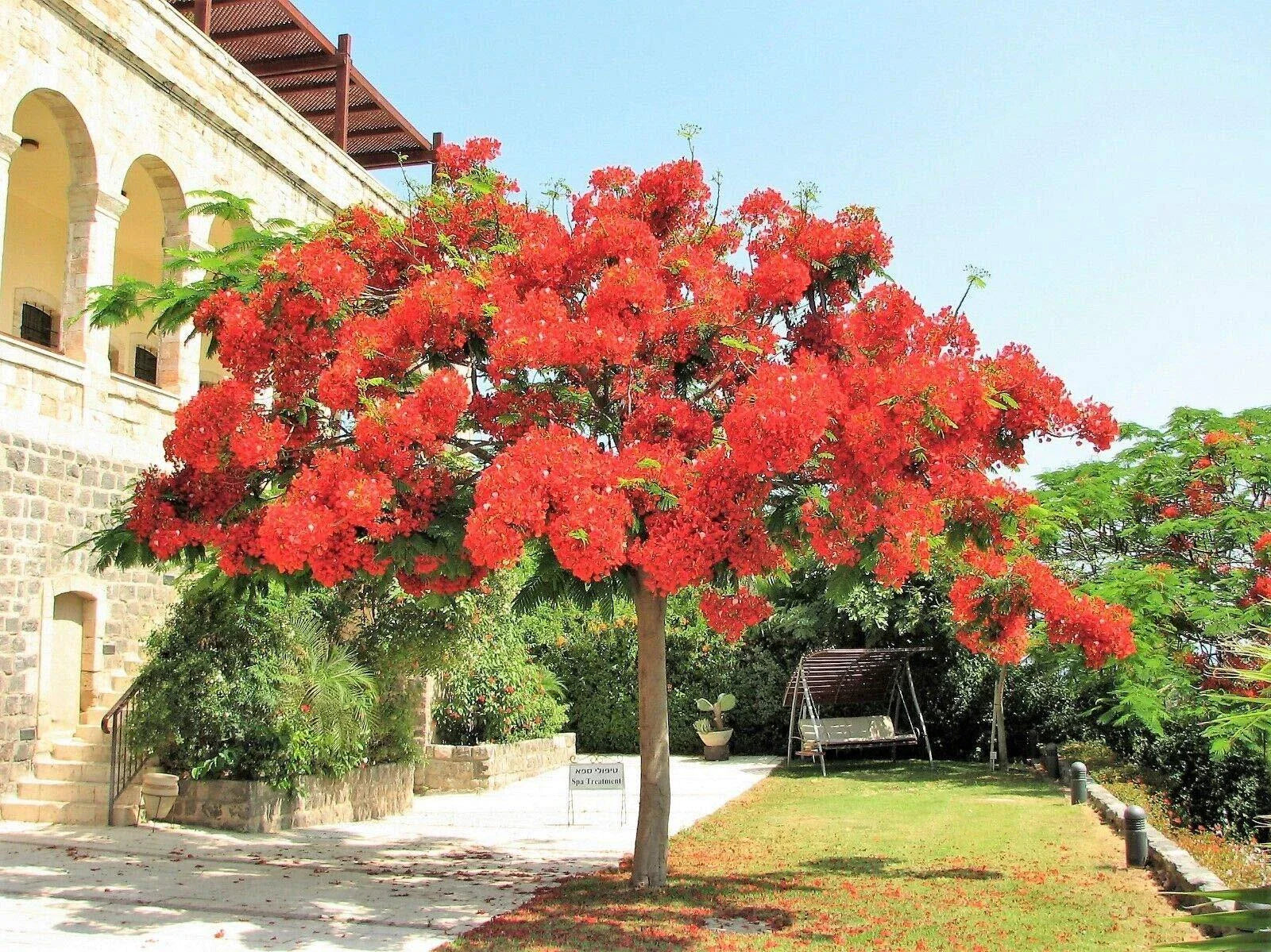 Royal Poinciana Tree 8-12" starter plant Red Flame Delonix Regia Flamboyant Flower Plant