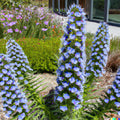 Pride of Madeira Seeds - 50 Purple Bugloss Seeds (Echium fastuosum) - Flower Seeds for Garden Planting, Free Shipping