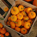 Organic Jack Be Little Pumpkin Seeds - 10 Pack - USA Grown, Heirloom Variety - Perfect for Small Gardens