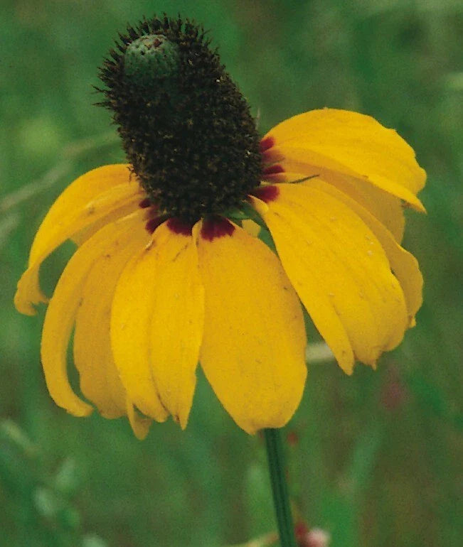 Prairie Coneflower Seeds - 200+ Organic Seeds - Ratibida columnifera - Wildflower Garden Planting
