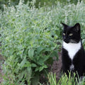 Catnip Seeds - 500 Non-GMO Perennial Herb for Cats - Nepeta cataria - Happy Kitty Plant