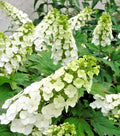 Hydrangea Live Plant 5-6" Snow Queen Oakleaf Hydrangea (Hydrangea quercifolia) - No Pot Included