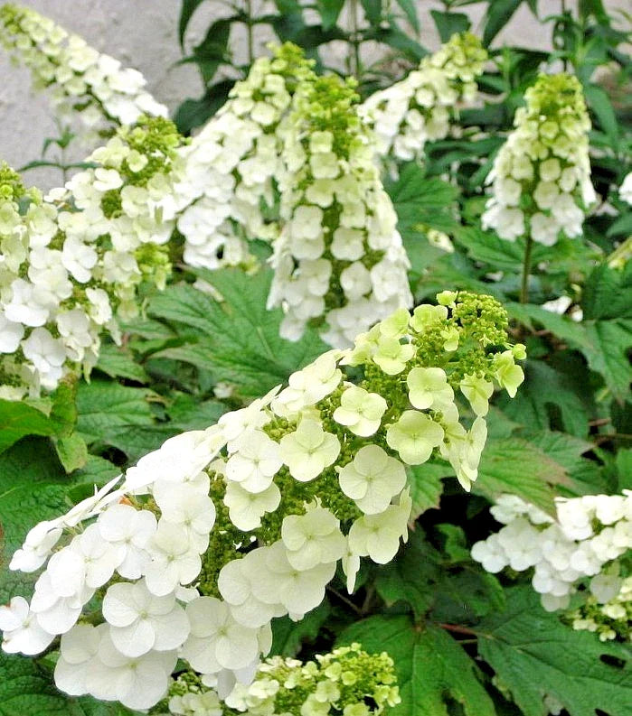 Hydrangea Live Plant 5-6" Snow Queen Oakleaf Hydrangea (Hydrangea quercifolia) - No Pot Included