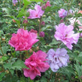 Mixed Rose of Sharon Hibiscus Althea Live Plants, 2.5'' Pot, Various Colors, Hibiscus syriacus