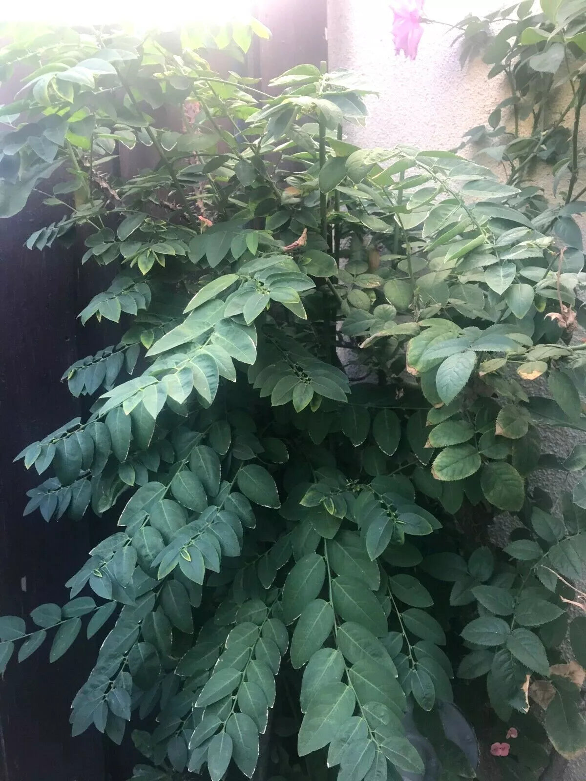 Unrooted Cuttings 8" Katuk Branches Herb - CA Organic Grown (Sauropus androgynus)