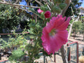 Hollyhock Seeds Packet of 50 Rosy Pink Alcea rosea