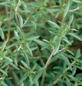 Summer Savory Herb Seeds - 800+ Fresh Seeds - Satureja hortensis - Culinary Herb for Cooking and Gardening