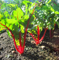 Ruby Red Swiss Chard Seeds 50 Ct Heirloom NON-GMO Vegetable Garden (Beta vulgaris subsp. cicla)