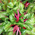 Pink Lipstick Swiss Chard Seeds 100 Ct - Heirloom, Non-GMO Vegetable Garden Seeds for Planting, Swiss Chard Variety