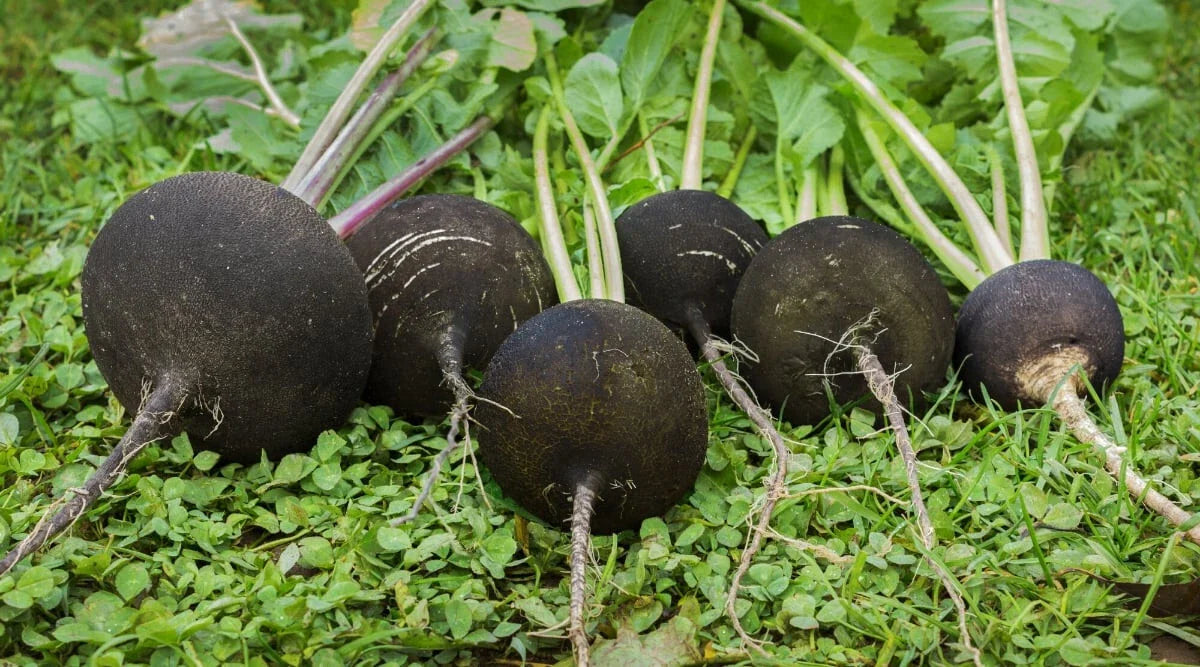 Round Black Spanish Radish Seeds - 500+ Pack for Garden Planting - Raphanus sativus