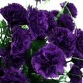 Dark Purple Carnation Seeds - 100 Perennial Dianthus Flower Seeds for Garden Planting