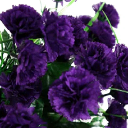 Dark Purple Carnation Seeds - 100 Perennial Dianthus Flower Seeds for Garden Planting
