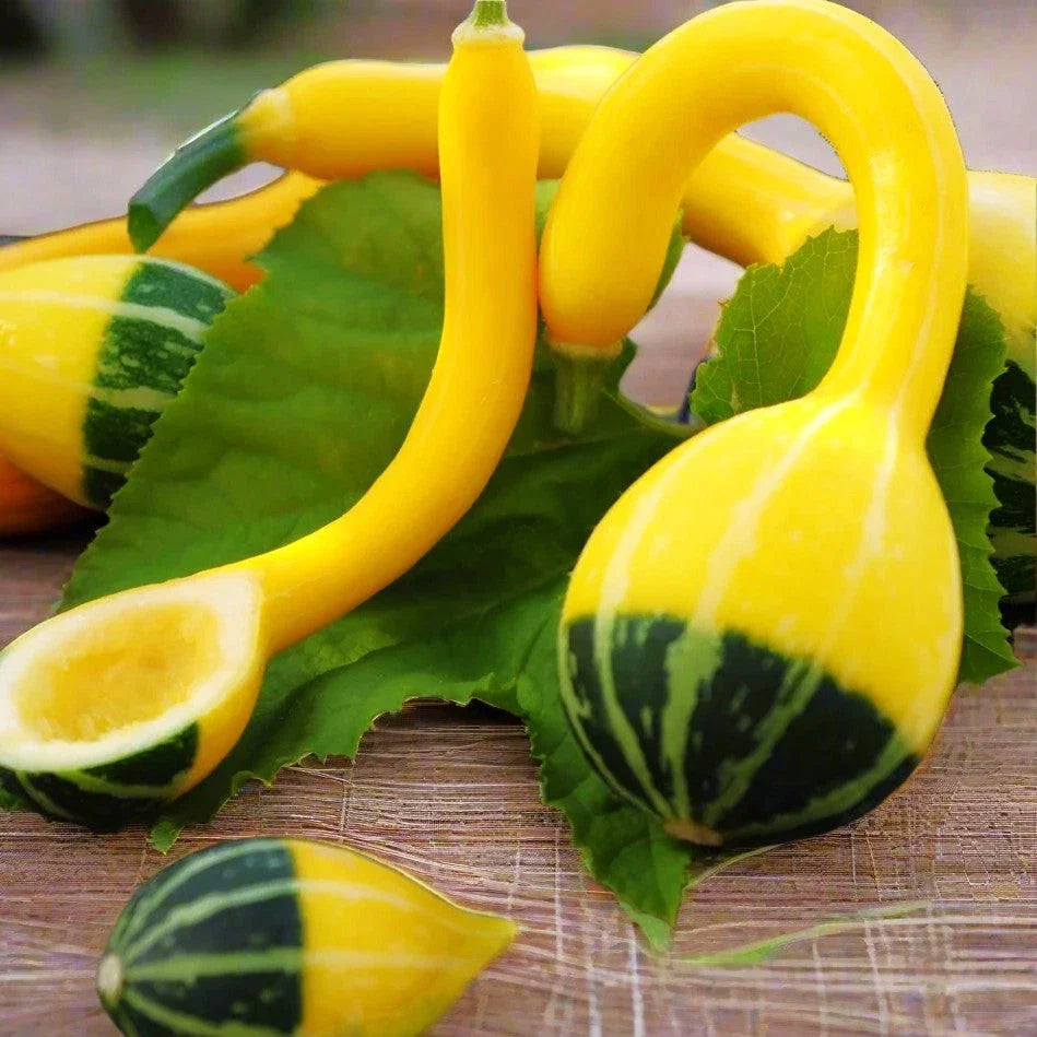 Small Spoon Ornamental Gourd Seeds - Bicolor Yellow Green - Cucurbita pepo - Ideal for 2025 Planting
