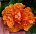 Hibiscus Starter Plant 5" Tall - Jane Cowell Variety - Exotic Tropical Orange Blooms - Hibiscus rosa-sinensis