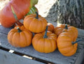 Orangita Pumpkin Seeds - 10 Count - Small Orange Pumpkins - Cucurbita pepo