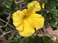 Hibiscus Cuttings for Rooting, 10 Cuts, “Primrose Beauty”, Indoor/Outdoor Growing, Hibiscus rosa-sinensis