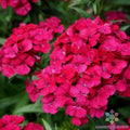 Jolt Cherry Carnation Seeds - 200+ Premium Seeds for Garden Planting - Dianthus caryophyllus - USA